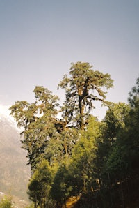 a man riding a horse through a forest