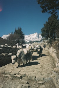 a group of yaks walking down a stone path