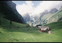 a green grassy field