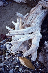 driftwood on a beach with rocks and pebbles