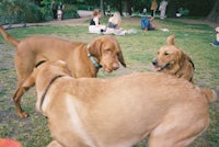 a group of dogs in a park with a frisbee