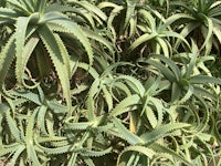 an aloe vera plant with many green leaves