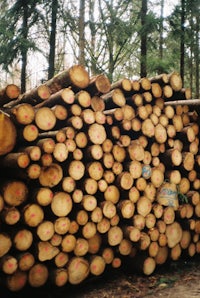 a pile of logs in a wooded area
