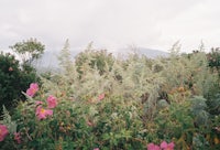 pink flowers in a field