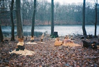 a group of trees in a wooded area