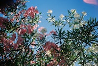 a tree with pink and white flowers against a blue sky