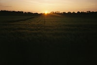 the sun is setting over a field of wheat