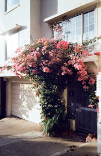 a pink flower growing out of the side of a building