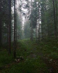 a trail in a foggy forest