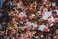 pink blossoms on a tree