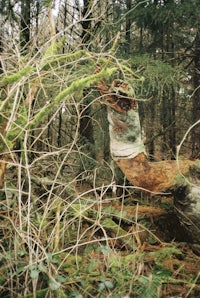 a fallen tree in a wooded area